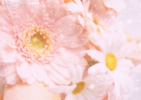 花 阳光 水滴
