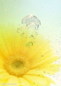 花 水滴 天 黄色