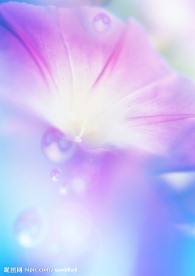 花 水滴 天 紫色