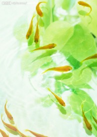 天 水泡 五颜六色 鱼 绿叶