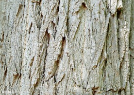 树皮纹理