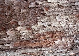 树皮纹理