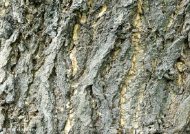 树皮纹理