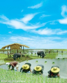 农民插秧图