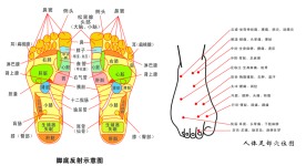 脚底反射示意图