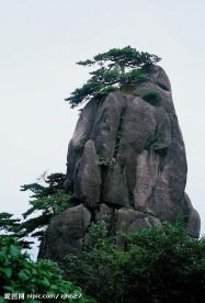奇松怪石