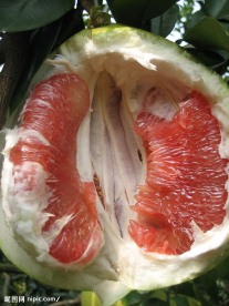 柚子果肉