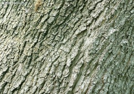 树皮纹理