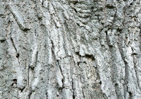 树皮纹理
