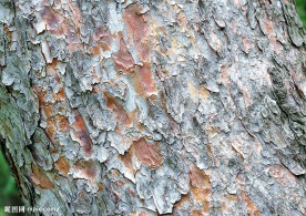 树皮纹理