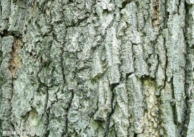 树皮纹理
