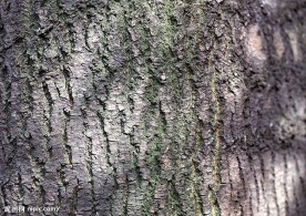 树皮纹理