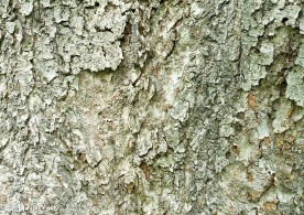 树皮纹理