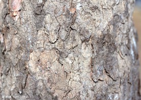 树皮纹理