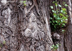 树皮纹理