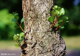 树皮纹理