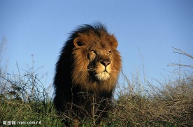 孤独的雄狮