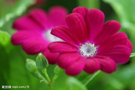 秋菊