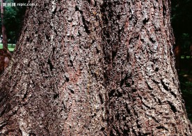 树皮纹理