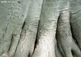 树皮纹理
