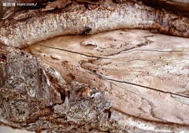 树皮纹理