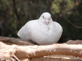 休息的鸽子