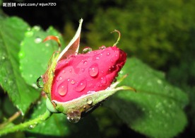 花蕾