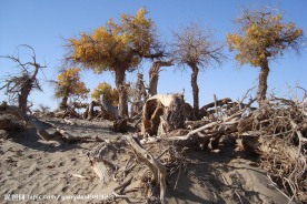 死亡的胡杨林