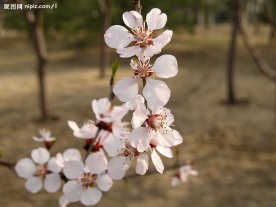 桃花春天
