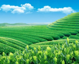 茶园风光