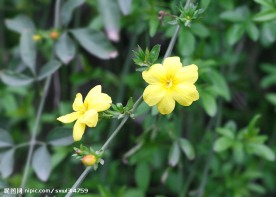迎春花
