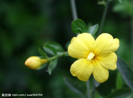 迎春花