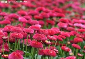雏菊