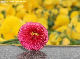雏菊