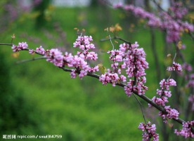 紫荆花