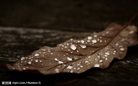 枯叶水珠