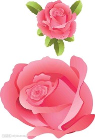 玫瑰花