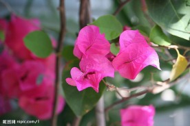 三角梅花