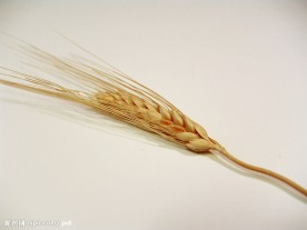 小麦
