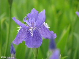 鸢尾花