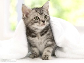 可爱小猫