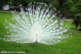 孔雀 白孔雀 自然景观 自然风景