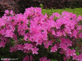 杜鹃花