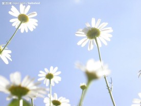 野菊花