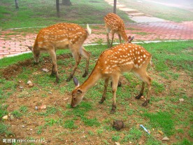 大连海之韵公园的小鹿