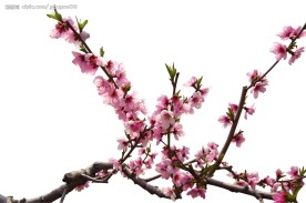 扣好桃花