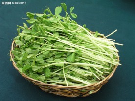 豆苗