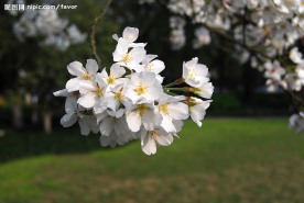 浪漫樱花