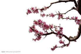 桃花扣好2