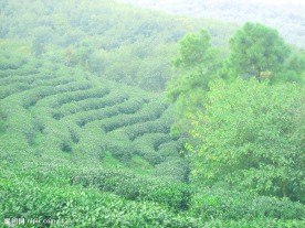 茶园风光